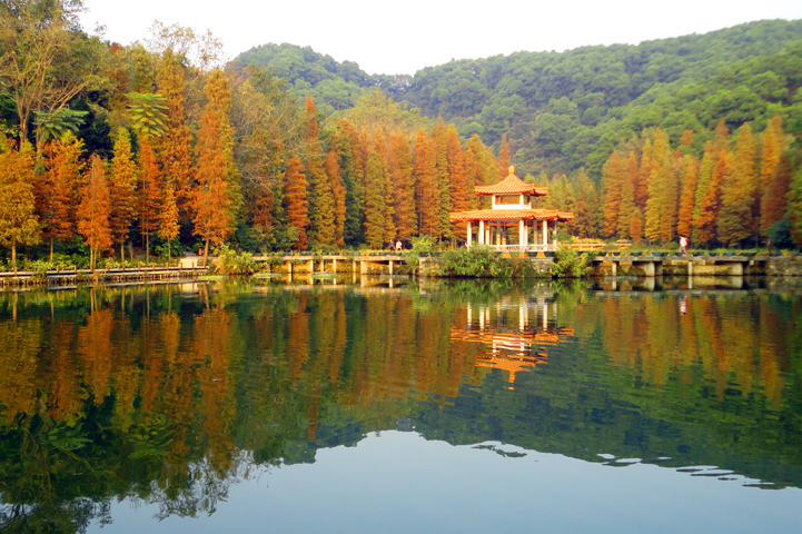 仙湖植物园